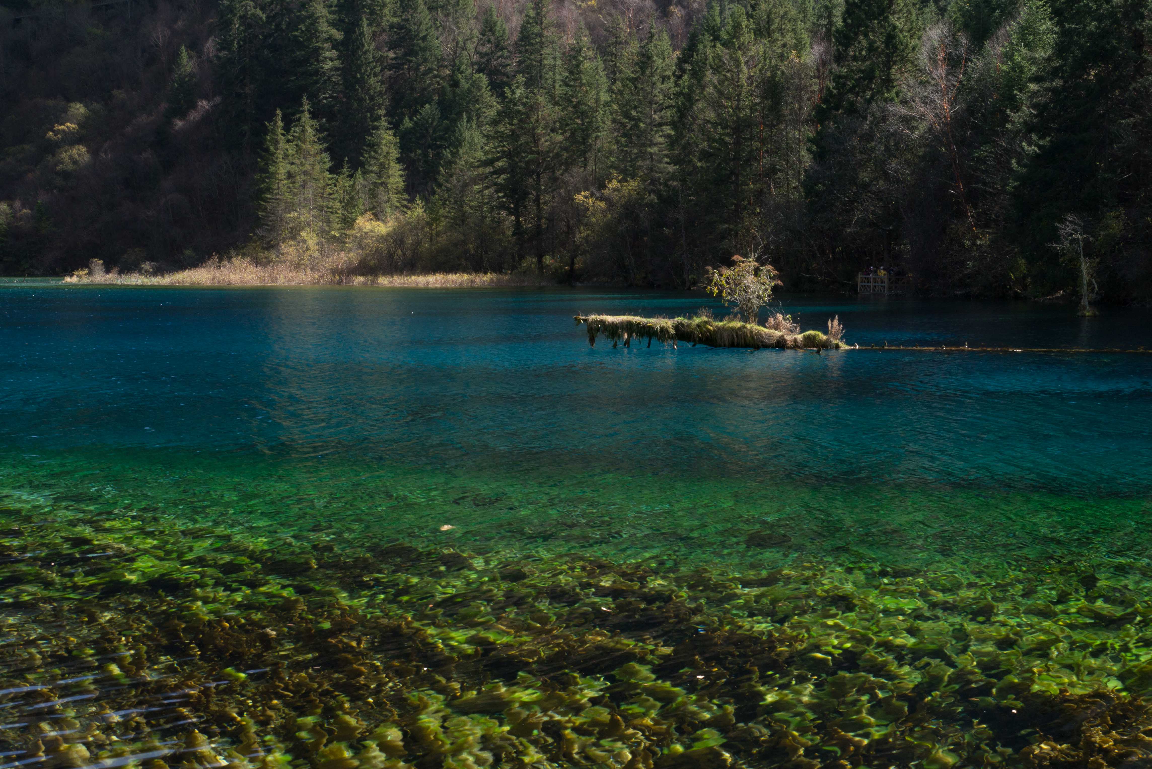 Colourful lake in Jiuzhaigou Scenic Area, Sichuan, China